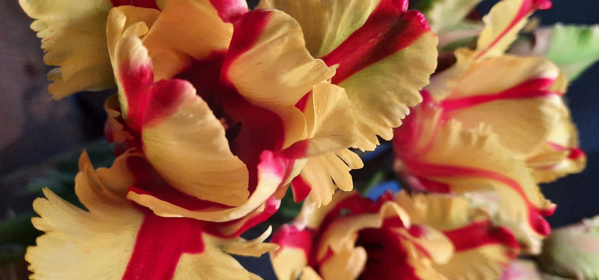 Tulpenblüten in rot-gelb, den Farben der spanischen Nationalflagge.