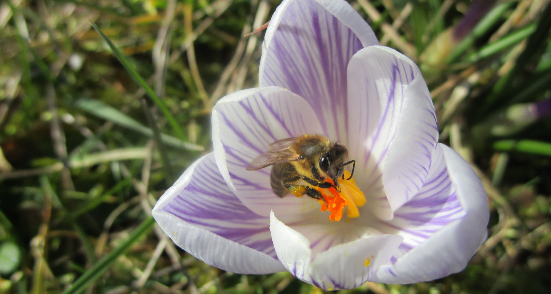 Biene sitzt auf lila weißem Krokus