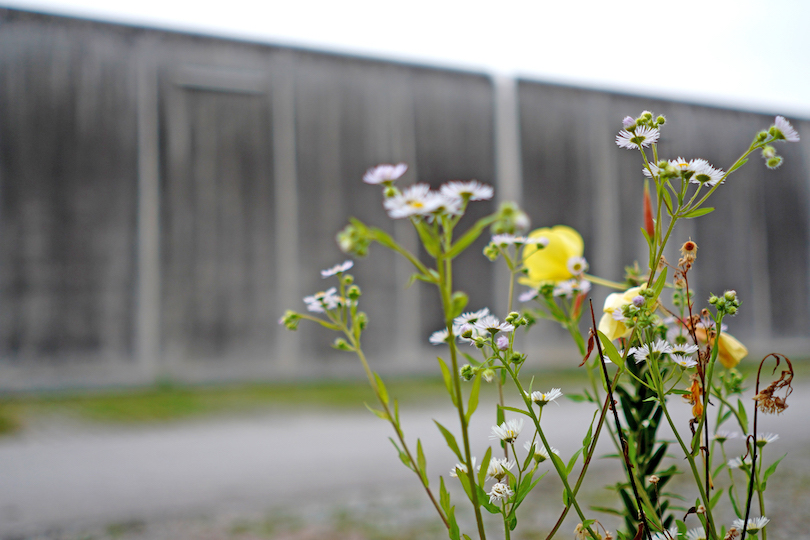 Mauer der JVA Straubing in der Benedikt Toth einsitzt mit Blumen im Vordergrund