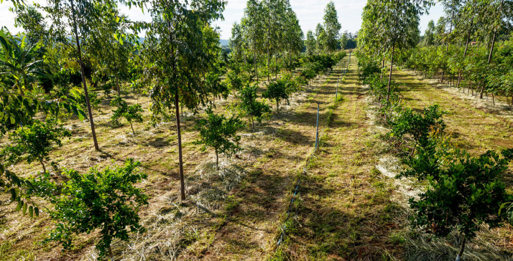 Agroforst-Streifen mit Forstbäumen, Obstbäumen und Bananenstauden