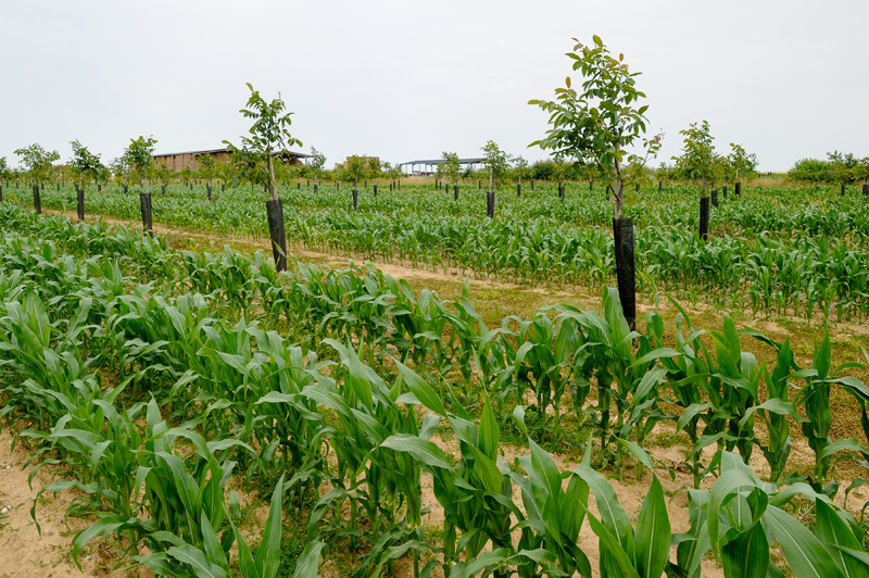 Agroforst-System aus Frankreich, in dem sich Maisreihen und Obstbaumstreifen abwechseln