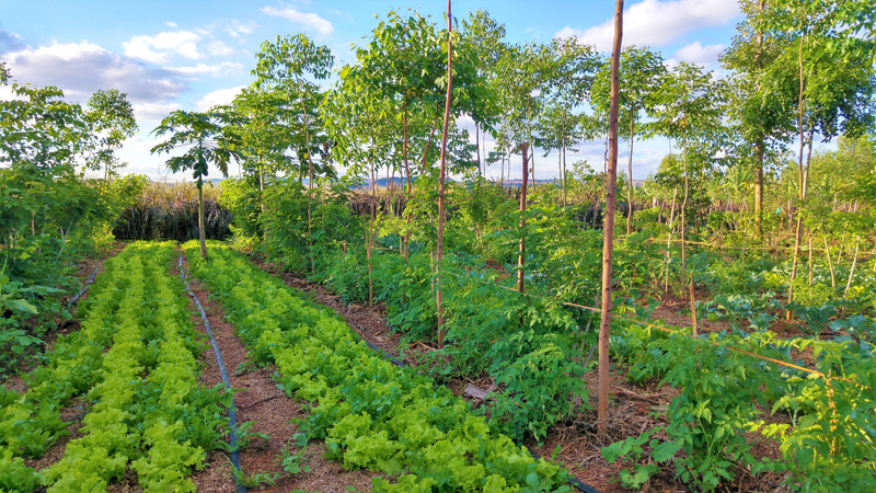Agroforst als klimagerechte Landwirtschaft: Junges Agroforst-System-mit Obstbäumen und Gemüse