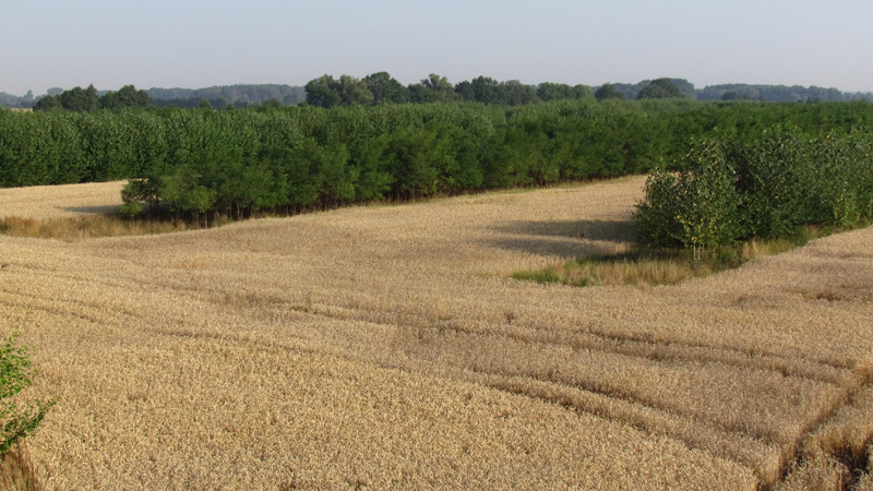 Agroforst: Ein Getreidefelder mit Baumhecken, zwischen denen ein Traktor wenden könnte