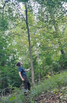 Antonia Messerschmitt, Initiatorin der Fridays for Future München und Studentin des Forstingenieurswesens, begutachtet im Wald einen abgestorbenen Baum. im Wald