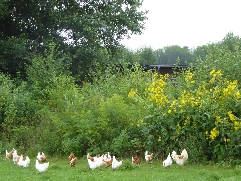 Tierhaltung im Agroforst als klimagerechter Landwirtschaft: Hühner picken im Schutz einer hohe Agroforst-Hecke