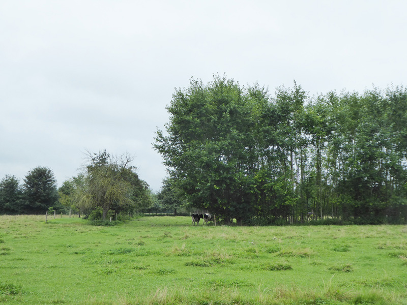 Agroforst als klimagerechte Landwirtschaft: Kühe weiden auf einer Weide im Schatten einer Agroforst-Hecke aus hohen Bäumen und Büschen